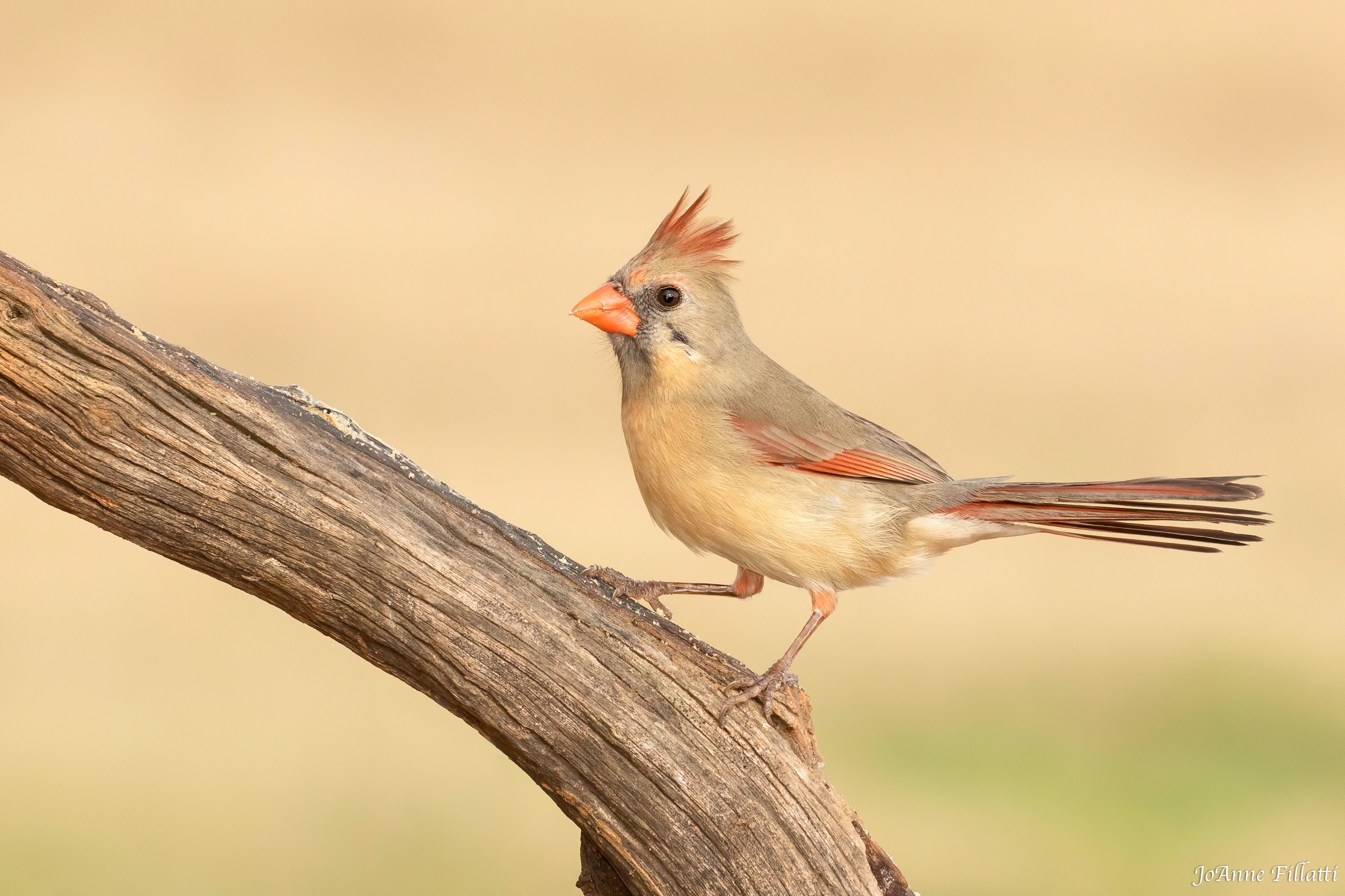 bird of texas image 9